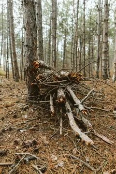 Stack of branches in a pine forest Stock Photos