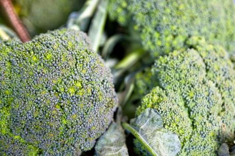 Stack of Broccoli on a market stall Stockfoto's