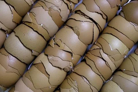 Stack of broken egg shells. Stock Photos