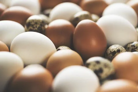 Stack of brown and white chicken eggs with quail eggs Stock Photos