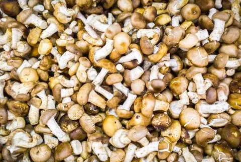 Stack of brown mushrooms Stock Photos