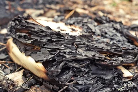 Stack of burnt sheets of paper, among pine needles. selective focus Stock Photos