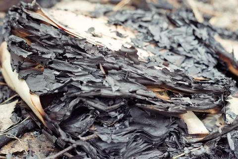 Stack of burnt sheets of paper, among pine needles. closeup Stock Photos