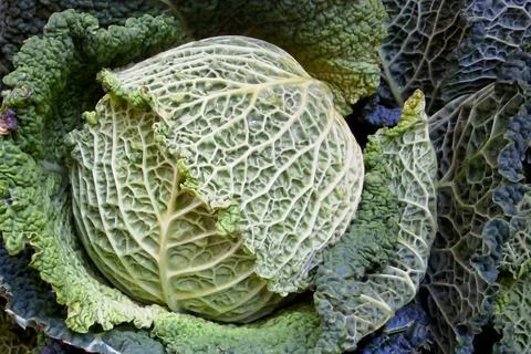 Stack of cabbages on a market stall Stock Photos