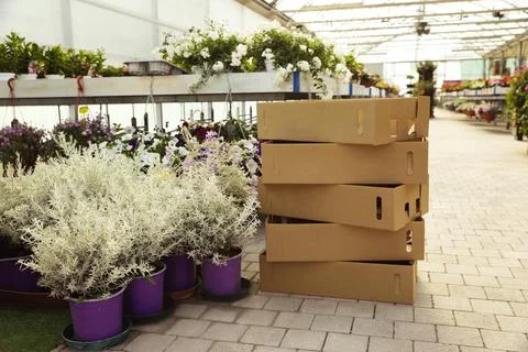 Stack of cardboard boxes and beautiful blooming plants in garden center Stock Photos