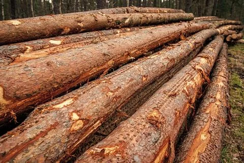 Stack of chopped wood. Logging timber wood industry. Deforestation environmental Stock Photos