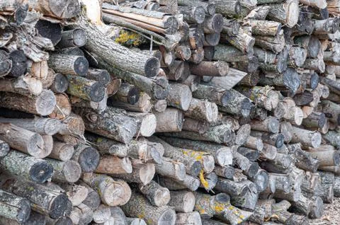 Stack of chopped wood prepared for winter Stock Photos