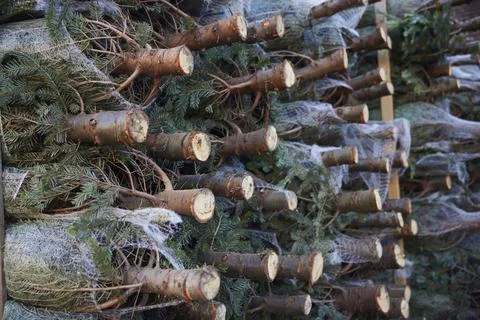 Stack Of Christmas Trees Cut And In Nets Ready To Be Sold Fotos Stock