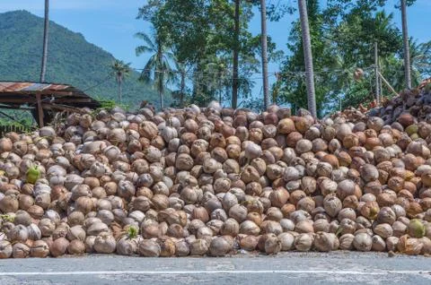 Stack of the coconut beside the street for coconut oil industry Stock Photos