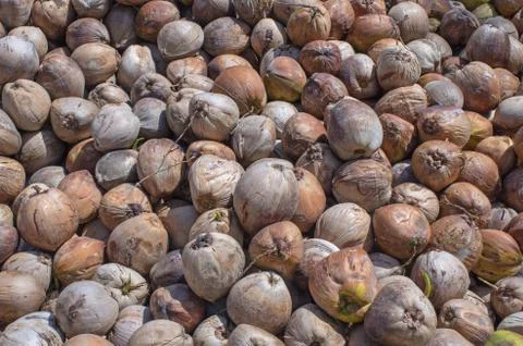 Stack of the coconut for coconut oil industry Stock Photos