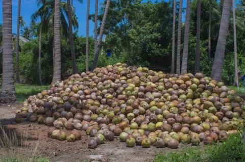 Stack of the coconut in farm for coconut oil industry Stock Photos