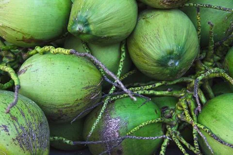 Stack of coconuts on a market stall Foto stock