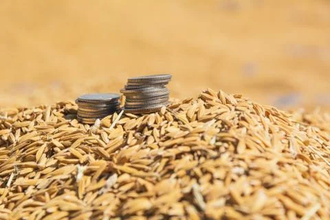 Stack of coin on brown uncooked rice, Thai rice background. Foto stock
