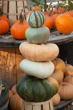 Stack of color gourds squash and pumpkins Stock Photos