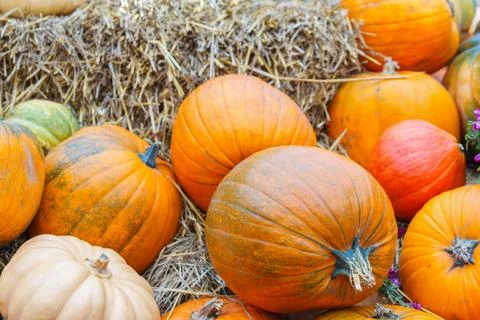 Stack of colorful of orange pumpkins and gourds on dry straw background, au.. Foto stock