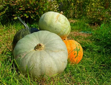 Stack of colorful pumpkins Foto stock