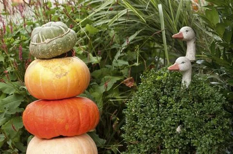 Stack of colourful pumpkins and two goose sculptures in a green garden setting, 스톡 사진