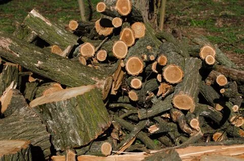 Stack of construction raw timber in sawmill Stock Photos
