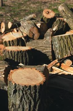 Stack of construction raw timber in sawmill Stock Photos