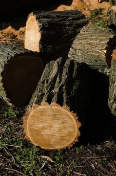Stack of construction raw timber in sawmill Stock Photos