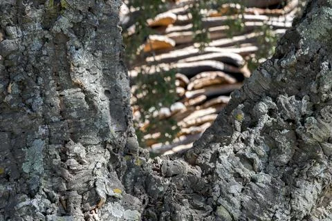 A stack of cork in Portugal Stock Photos