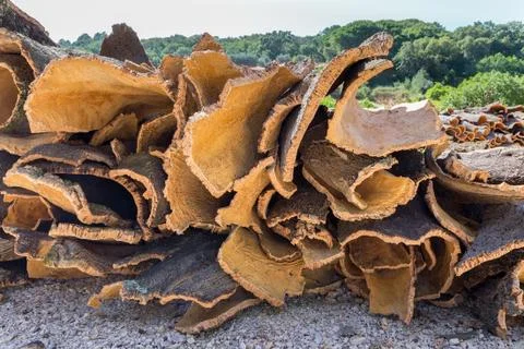 Stack of cork tree bark as raw material Stock Photos