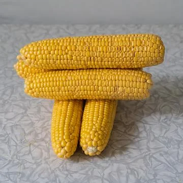 Stack of corn cobs fresh stacked on light background Stock Photos