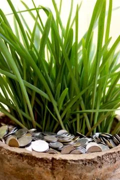 Stack of currency coin in flower pot with green leaf plant (money plant) Stock Photos