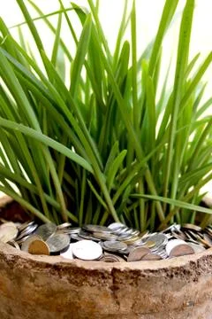 Stack of currency coin in flower pot with green leaf plant (money plant) Stock Photos