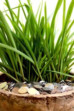 Stack of currency coin in flower pot with green leaf plant (money plant) Stock Photos