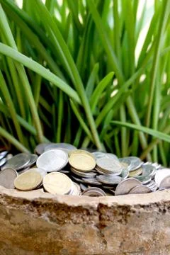 Stack of currency coin in flower pot with green leaf plant (money plant) Stock Photos