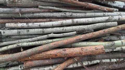 Stack of cut birch and pine logs with different colored bark Stock Footage 340515096