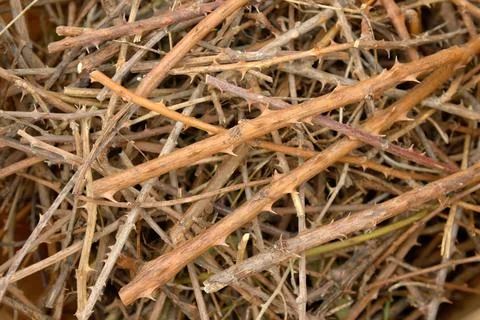 Stack of cut brambles branches, spiked branches background. Foto stock