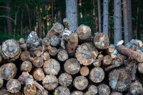 A stack of cut down coppiced tree trunks on Horsell Common in Surrey England  Stock Photos