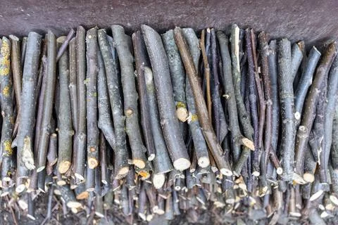 A stack of cut dry firewood logs piled neatly outdoors for winter heating, .. Stock Photos