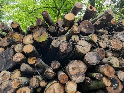 Stack of Cut Firewood Logs In Forest Stock Photos