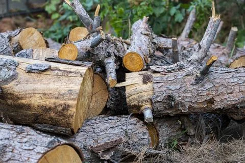 Stack of Cut Firewood Logs with Natural Bark and Wood Texture Фото