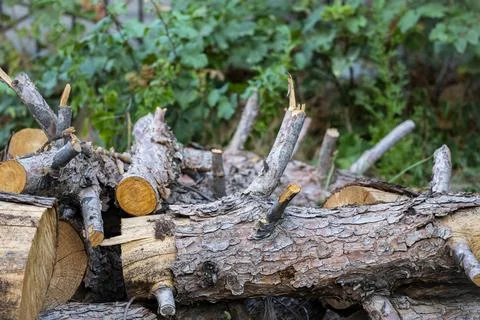 Stack of Cut Firewood Logs with Natural Bark and Wood Texture Stock Photos