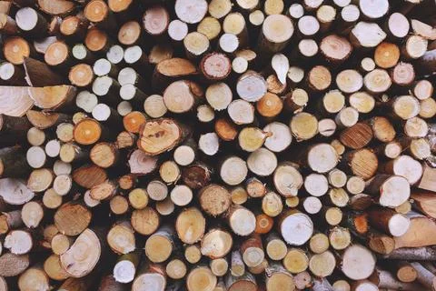 Stack of Cut Firewood Logs Showing Natural Wood Grain Texture Foto stock