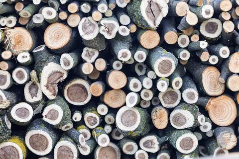 Stack Of Cut Logs And Firewood Showing Tree Rings Bark Texture For Rustic N.. Фото