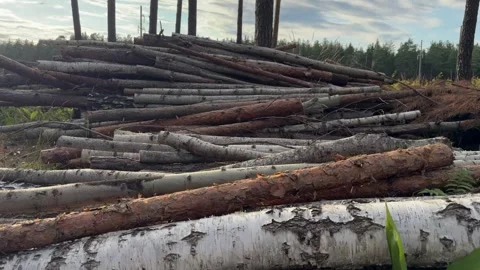 Stack of cut logs and timber piled outdoors in forest, birch and pine wood  Stock Footage 340998091