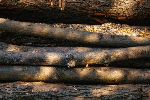 A stack of cut logs in the background. Logging industry. Wooden logs Stock Photos