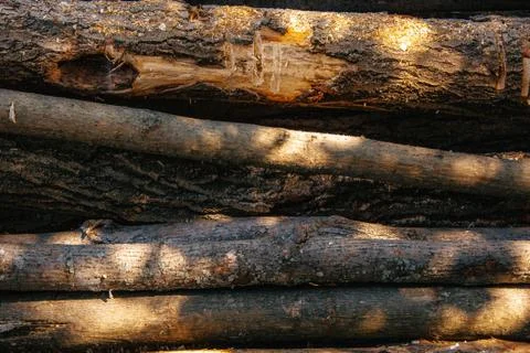 A stack of cut logs in the background. Logging industry. Wooden logs Stock Photos