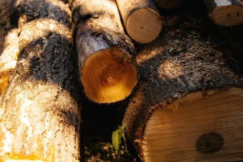 A stack of cut logs in the background. Logging industry. Wooden logs Stock Photos