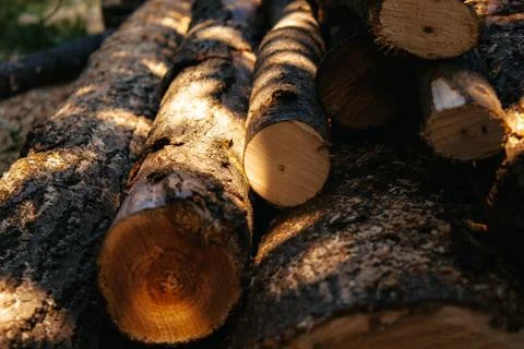 A stack of cut logs in the background. Logging industry. Wooden logs Stock Photos