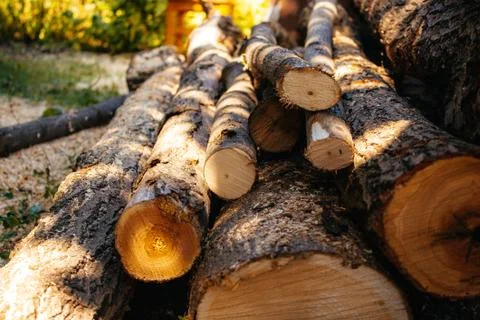 A stack of cut logs in the background. Logging industry. Wooden logs Stock Photos