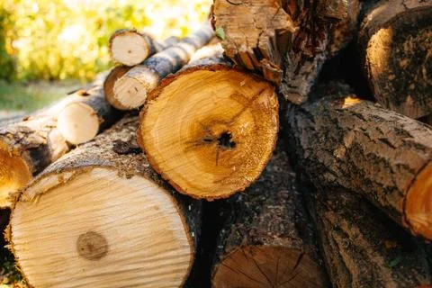 A stack of cut logs in the background. Logging industry. Wooden logs Stock Photos