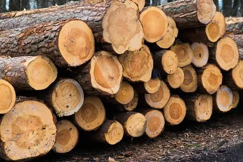 Stack of cut logs with bark in a woodpile for firewood Stock Photos