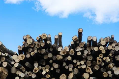 Stack of cut logs with blue sky and clouds in background Stock-Fotos
