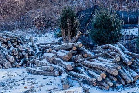 Stack of cut logs covered with snow Stock Photos